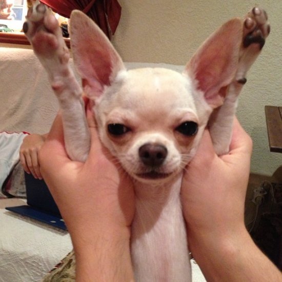 Алексей Чадов