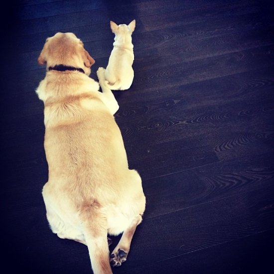 Алексей Чадов