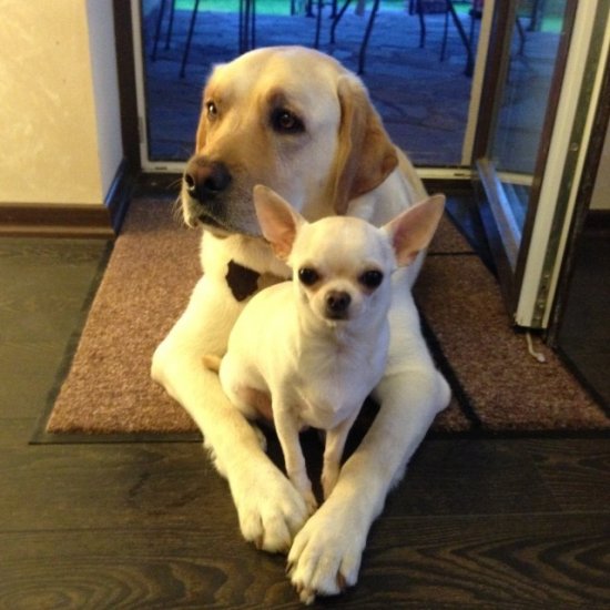 Алексей Чадов