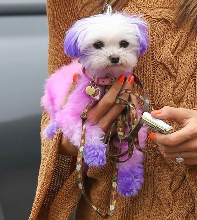 Алессандра Амбросио