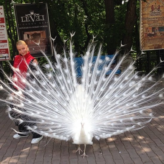 Анастасия Волочкова