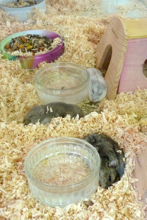 Анжелина Джоли и Брэд Питт