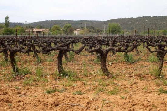 Анжелина Джоли и Брэд Питт