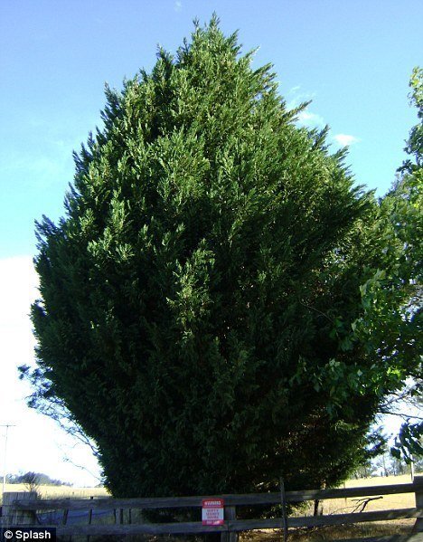 дом Николь Кидман