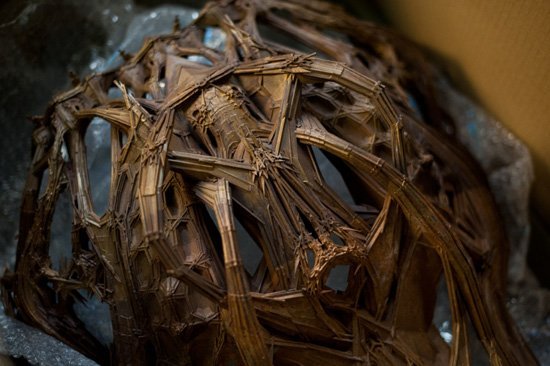 Ирис ван Херпен