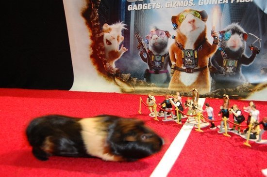 Морские свинки ставят рекорд