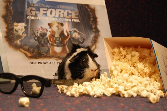 Морские свинки ставят рекорд