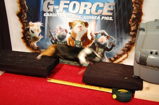 Морские свинки ставят рекорд