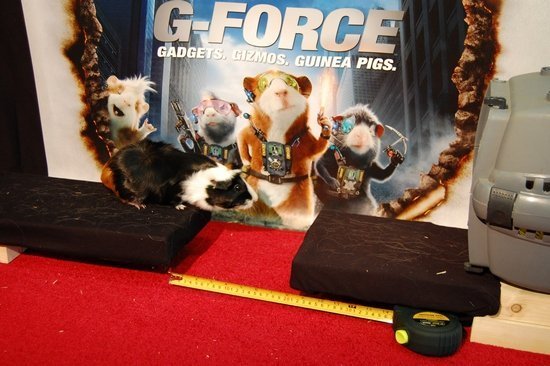 Морские свинки ставят рекорд