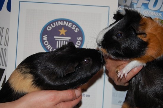 Морские свинки ставят рекорд