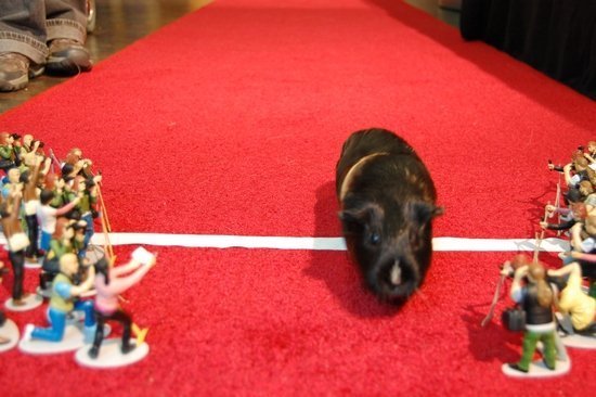 Морские свинки ставят рекорд