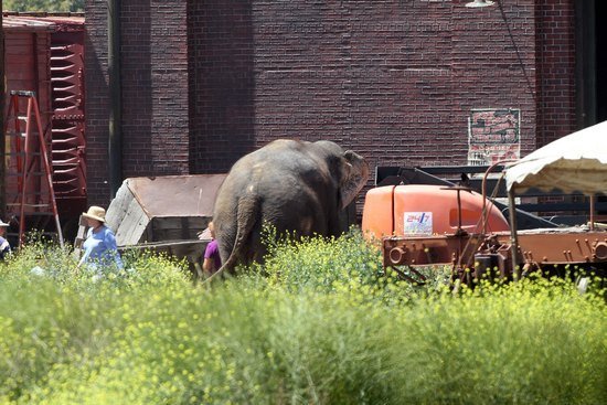 Роберт Паттинсон