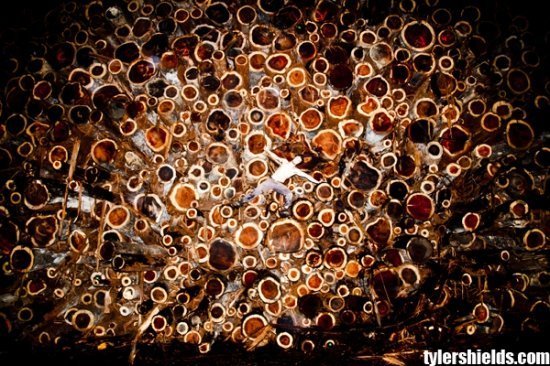 Шайло Фернандес