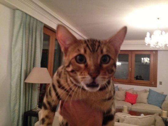 Виктория Боня