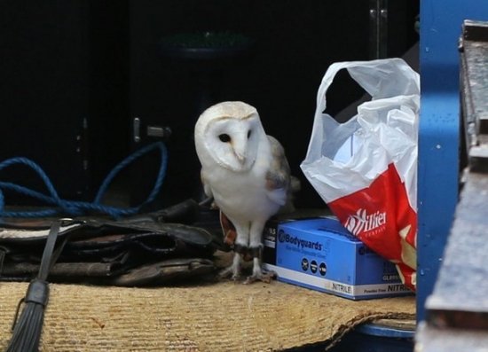 Хелена Бонэм-Картер