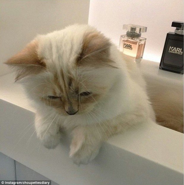 2738457A00000578-3022324-image-a-13_1427969833642