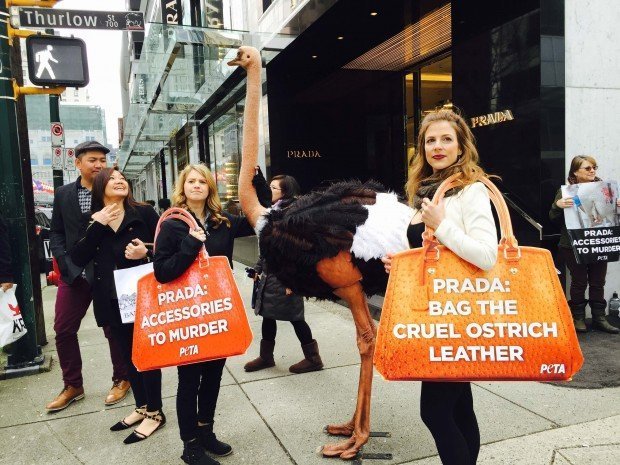 PETA купила акции Prada, чтобы защитить страусят