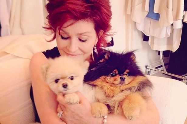 Sharon-Osborne-with-her-dogs-Bella-left-and-Rocky-right