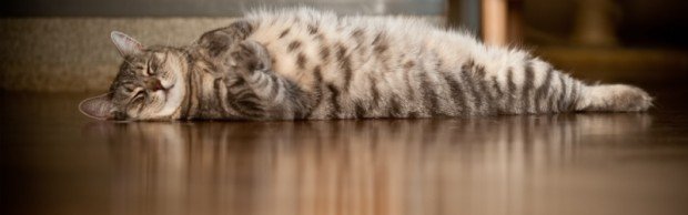 Как выбрать ламинат