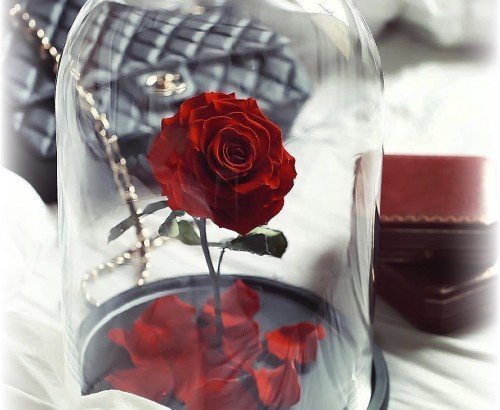 Роза под колпаком