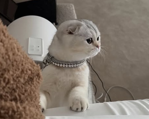 Кайли Дженнер